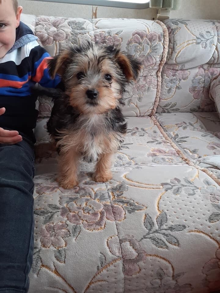 yorkshire terrier puppies for sale gumtree